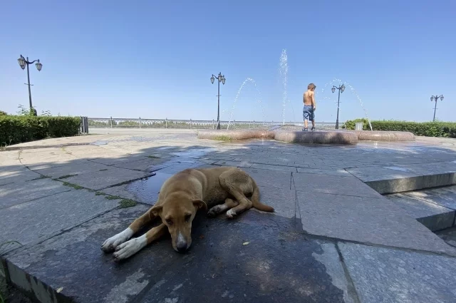 Собаку можно облить, но не ледяной водой