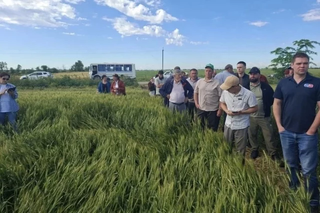 В преддверии жатвы представители минсельхоза Ставрополья объезжают поля.