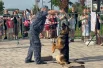 На выставке присутствовали кинологи с собаками. В зоне амфитеатра они продемонстрировали базовый курс дрессировки, а также особые умения животных.