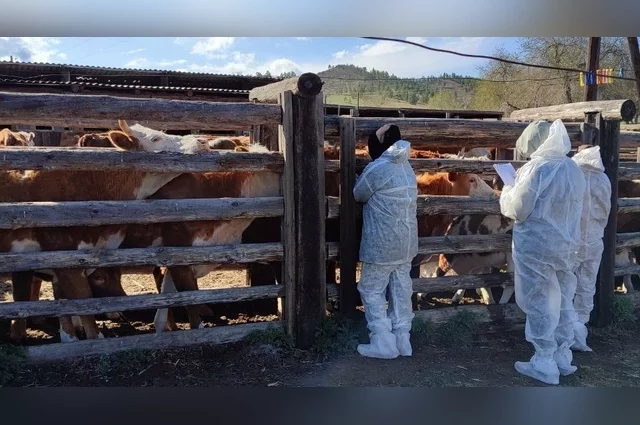 Региональный комитет ветеринарии ввел карантин на территории в радиусе пяти километров от очага. В зону ограничений попали села Новокуровка, Михайло-Лебяжье, Елань и железнодорожная станция Чагра.