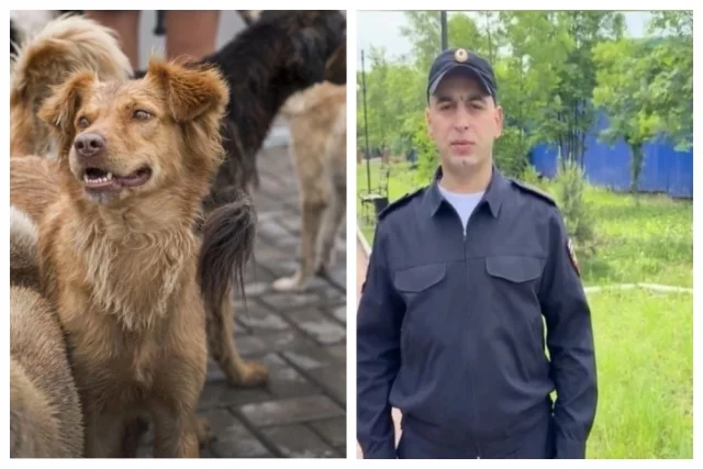 Майор Исмаилов побежал в сторону ребёнка и собак, громко крича и размахивая руками.