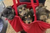 Щенки, спасённые из развалин у теплотрассы Речного порта.
