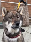 Теня