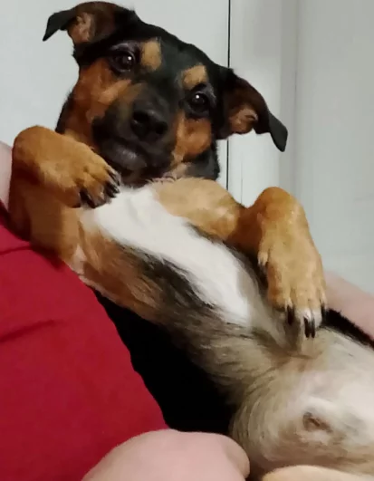 Шуня