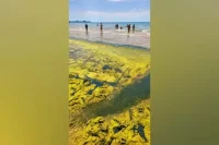 Тина покрыла прибрежную зону моря в Анапе