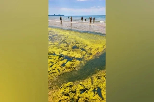 Тина покрыла прибрежную зону моря в Анапе