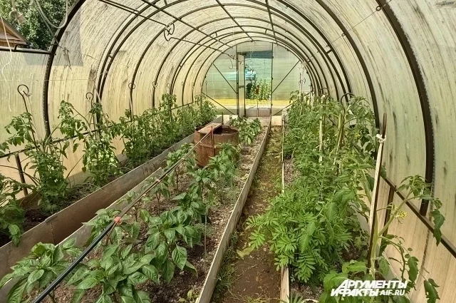 Сохранить микроклимат в теплице можно при любых условиях. 