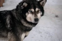 В городе Бавлы Татарстана агрессивная собака породы хаски на протяжении трёх лет нападала на прохожих.