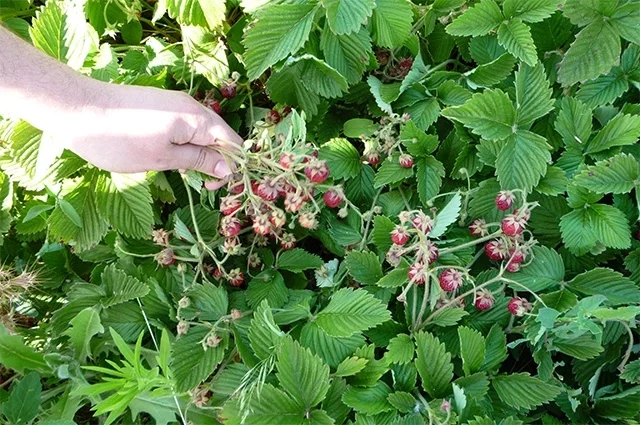 Ягоды Земляники мускатной.
