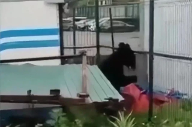 Медвежонок во Владивостоке