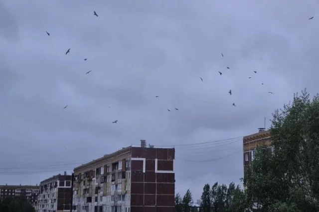 Коршуны в Кемерове