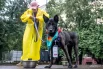 В приютах Москвы множество собак и кошек, которые ждут новых хозяев.