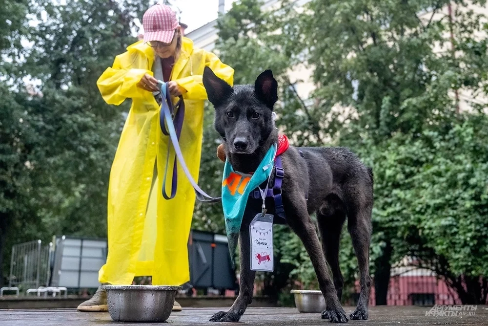 В приютах Москвы множество собак и кошек, которые ждут новых хозяев.