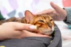 В том числе ждёт своих новых хозяев 9-летний котик редкой бенгальской породы.