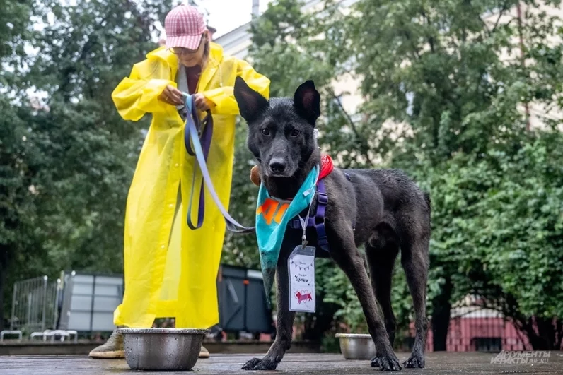 В приютах Москвы множество собак и кошек, которые ждут новых хозяев.