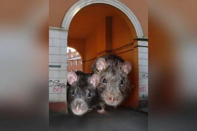 На какое-то время крысы стали полноправными хозяйками дома.