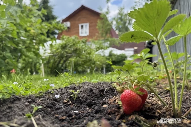 Запускать участок не стоит.