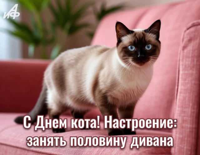 Открытка с милым котом на День кошек