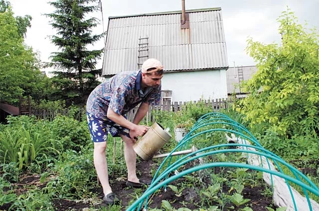 Растения надо правильно поливать. Особенно — в жару.