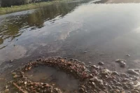 Во всех случаях люди находились в местах без спасательных постов и обследованного дна .