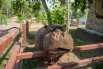Этому обаятельному толстячку, настоящему старожилу зоопарка бегемоту Кёнингу, исполнилось 38 лет этим летом.