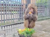 Гамадрил Клара (или плащеносный павиан) славится своим вспыльчивым и сложным характером, но фрукты порадуют кого угодно!