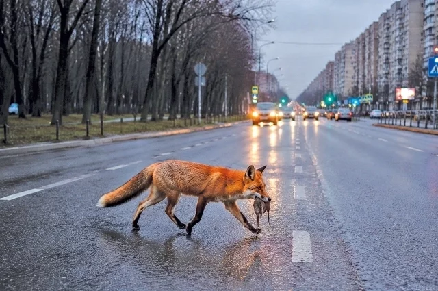 То ли город наступает на владения зверей, то ли животные осваивают новые территории.