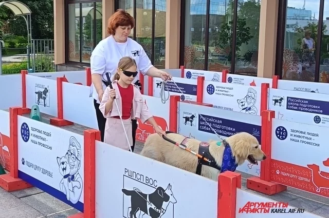 Незрячие чаще выбирают лабрадоров, у них менее грозный вид, но есть и те, кто хочет именно овчарку. 