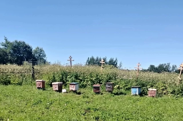 Кто и зачем установил пасеку на кладбище – выясняют всем муниципалитетом