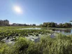 Цветение лотосов в Уссурийске 