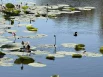 Утка с утятами купаются в озере с лотосами 