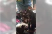 У кур Агафьи Карповны появился новый выводок цыплят.