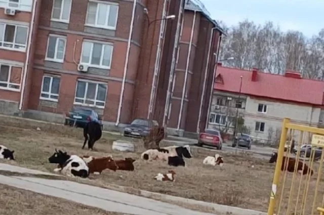 В поселке коровы отдыхают у многоэтажек и гуляют на детских площадках.