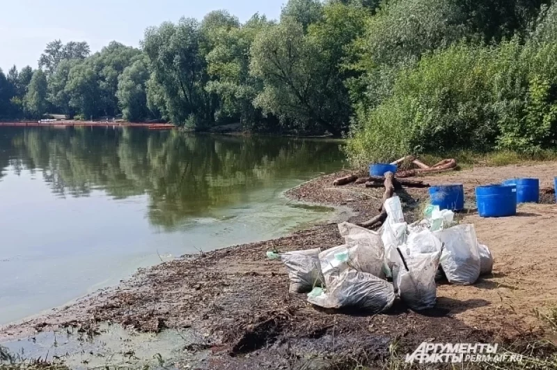 Волонтёры чистят берег от мазута.