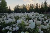 Во всем парке много цветов разных видов.