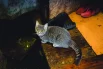 У одной из кошек после пережитого началась депрессия.