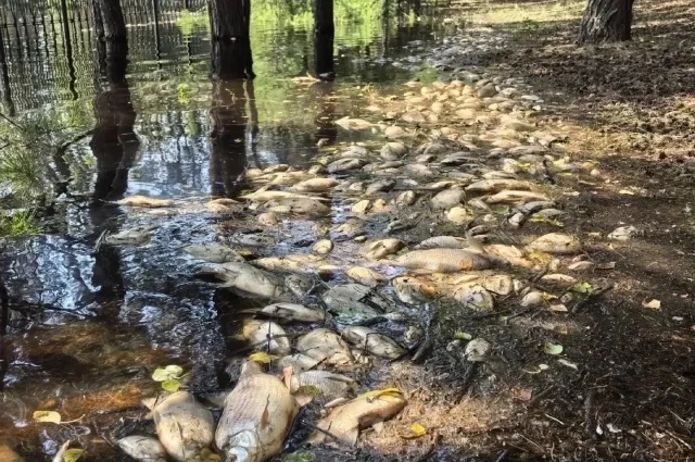 Замор рыбы наблюдается не только в главной водной артерии Тюмени, но и в других водоемах.