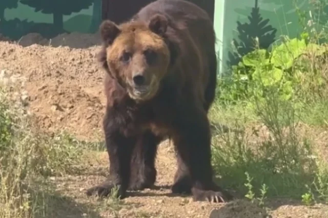 Бурый медведь Тоша