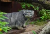 Тот самый взгляд, от которого тают сердца. Или, по крайней мере, останавливаются, чтобы сделать фото.