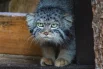 Философский взгляд главного манула Красноярска.