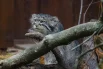 Борис знает, что его снимают, и он согласен на этот кадр. Но без улыбки — он же манул.