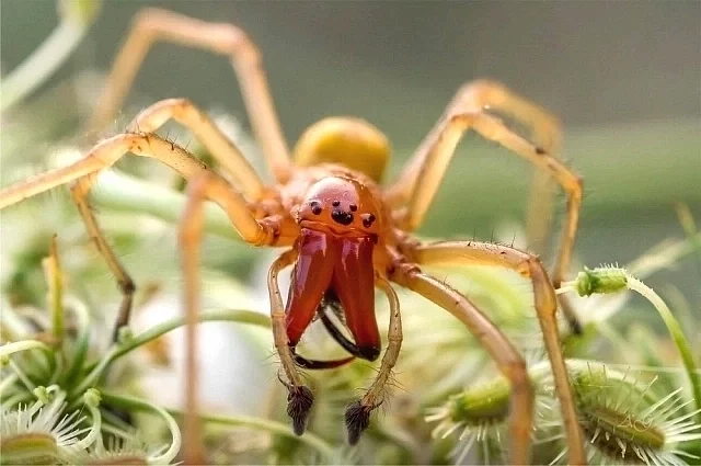 Сак (Cheiracanthium punctorium) — небольшой ядовитый паук, также известный как желтосумный, который обитает в южных регионах России.