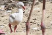 Ещё малыши этим летом появились у розовых фламинго.