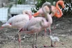 Сразу две пары фламинго подарили зоопарку птенцов.