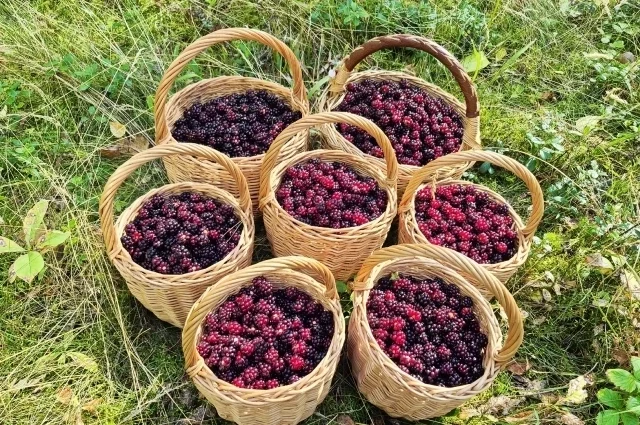 Юлия Алексеева-Романова
