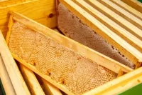 Мёд — полезный продукт, но все хорошо в меру.