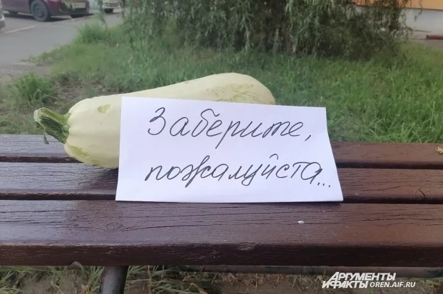 В августе одни культуры ещё можно успеть посеять под осень, другие — вовсю плодоносят, третьи — уже требуют сбора