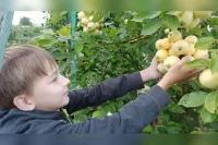 На Руси к середине августа как раз начинался массовый сбор яблок.