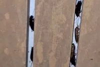 Огромные тараканы заполонили улицы.