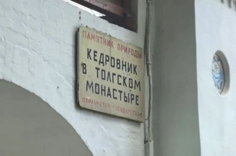 Кедровник - уникальная природная территория. 